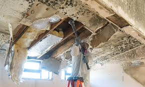 Why You Should Choose Our Mold Remediation Services in Grandyle Village, NY